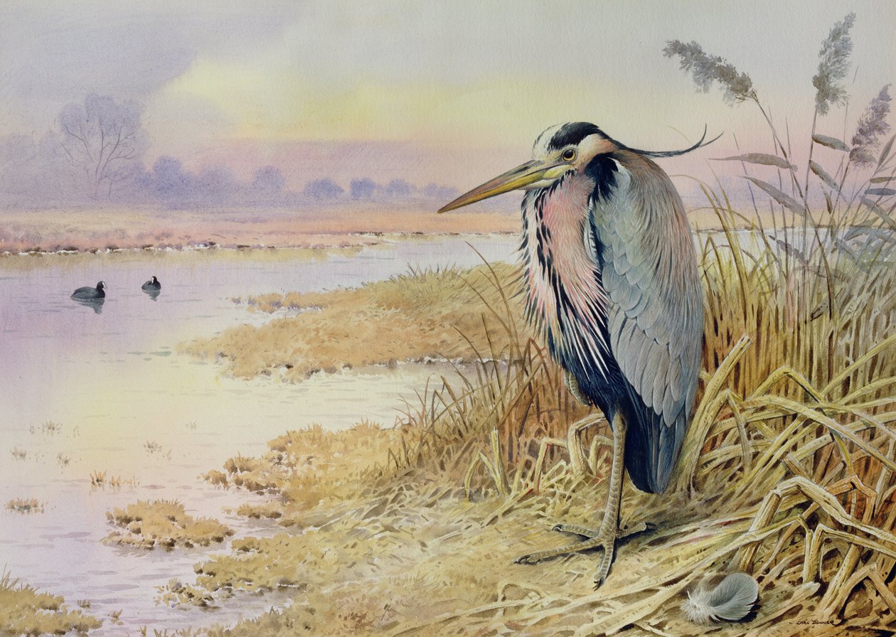 Grijze Reiger door Carl Donner