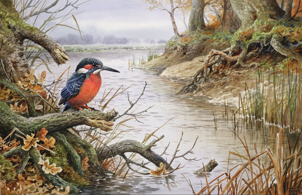 IJsvogel door Carl Donner