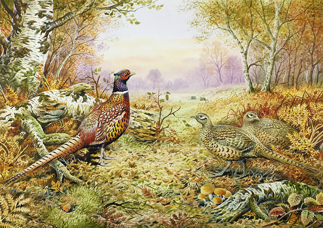 Fazanten in het bos door Carl Donner
