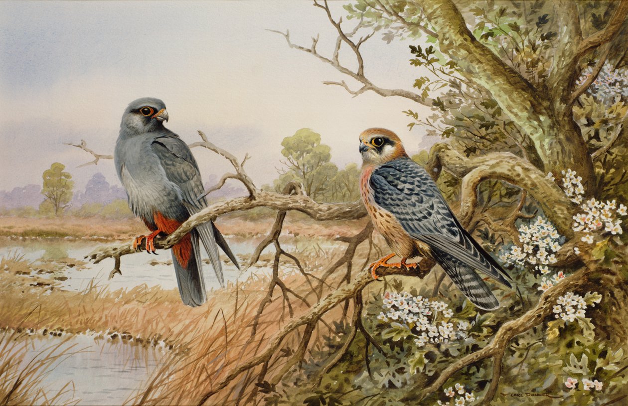 Roodpootvalken door Carl Donner