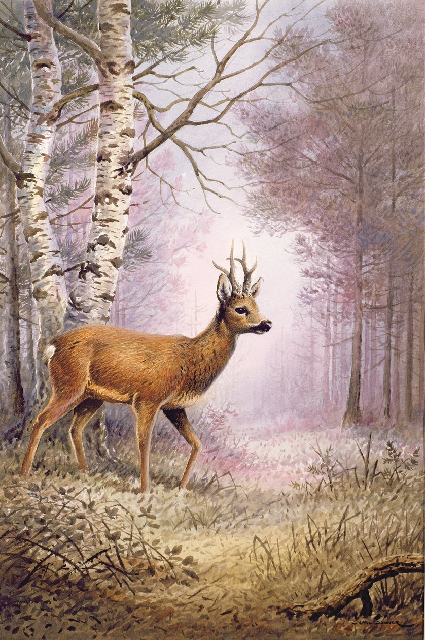 Ree door Carl Donner