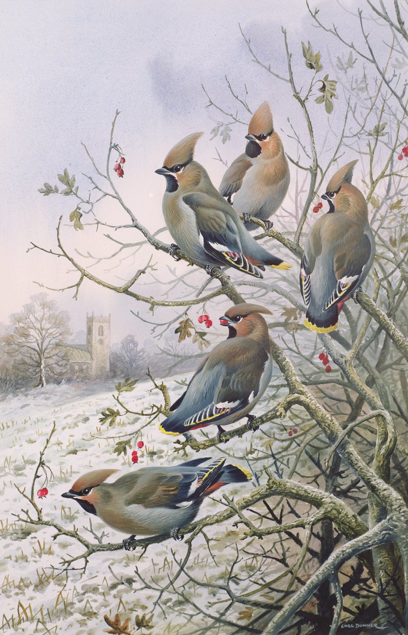 Pestvogels door Carl Donner
