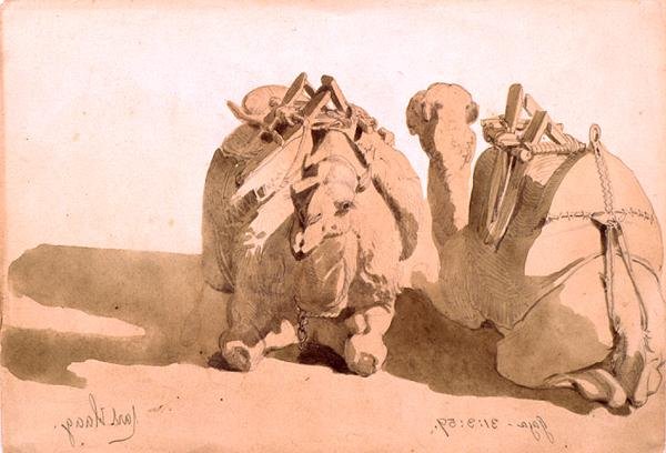 Studie van kamelen door Carl Haag