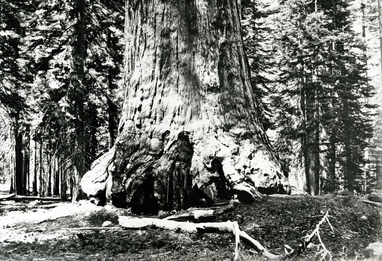 Basis van de Grizzly Giant, c.1860s door Carleton E. Watkins
