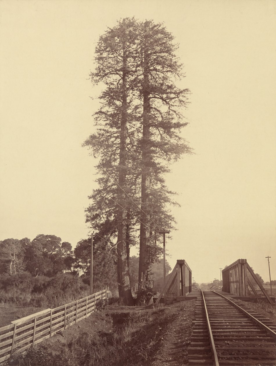 Twee rode bomen, Palo Alto door Carleton E. Watkins