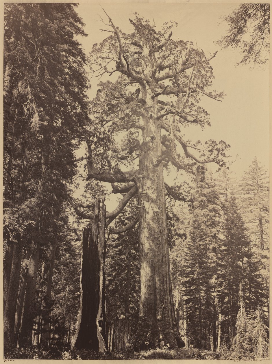 Grizzly Giant, Mariposa Grove door Carleton Emmons Watkins