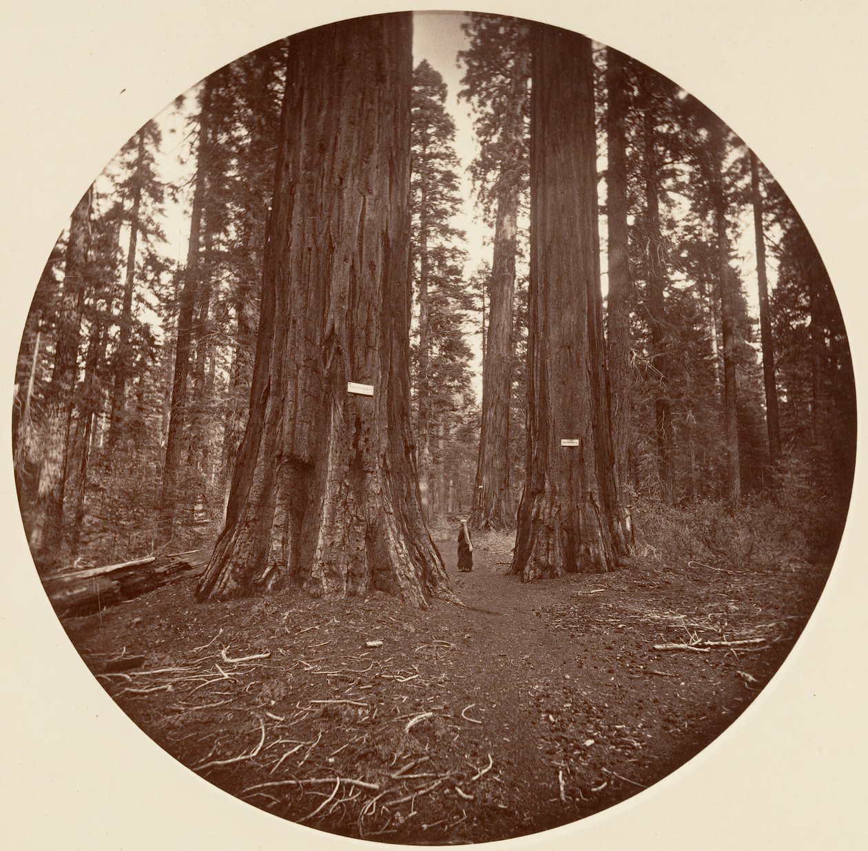 Geen, ca. 1878 door Carleton Emmons Watkins