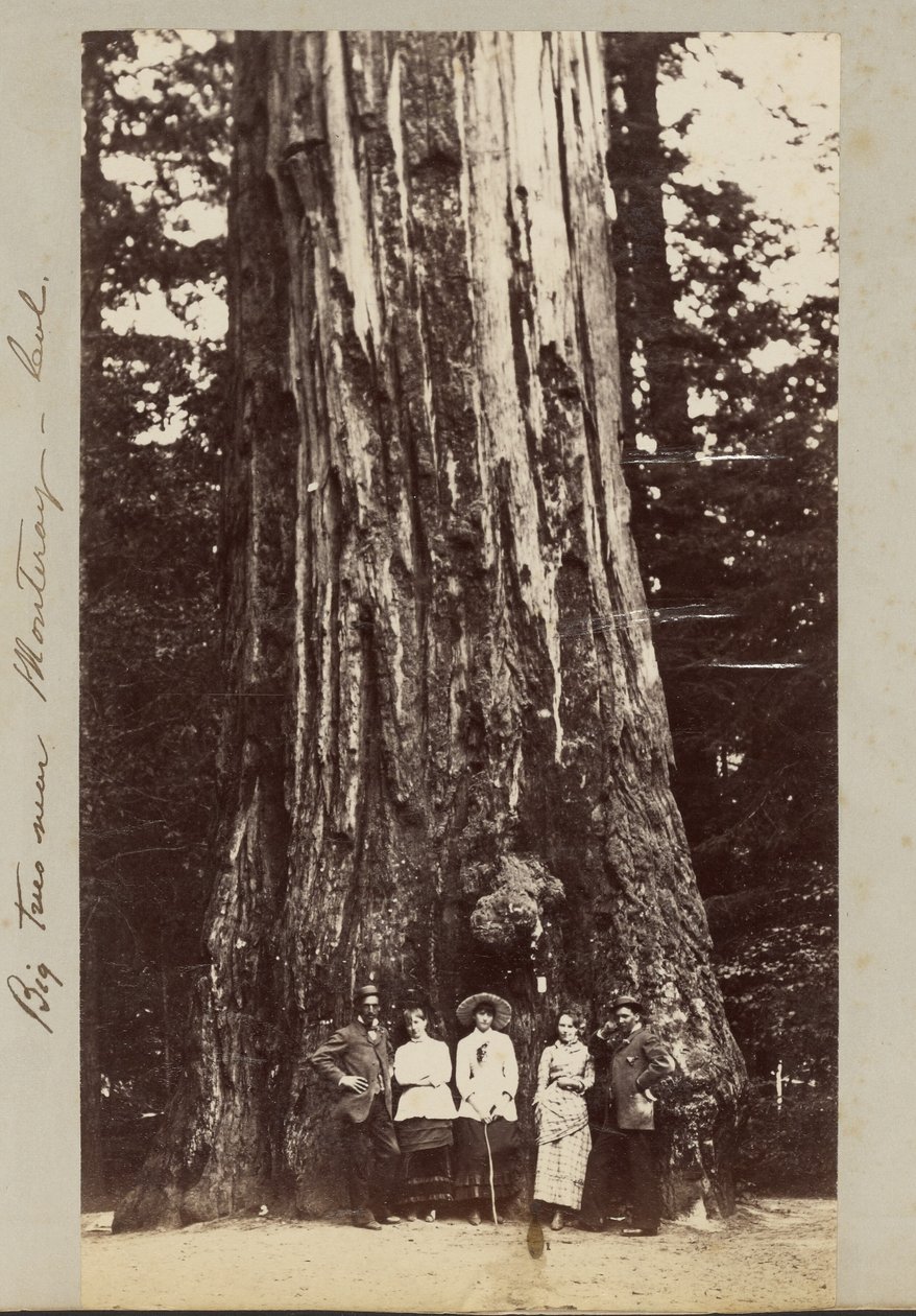 Grote bomen bij Monteray [sic] - Cal. door Carleton Watkins