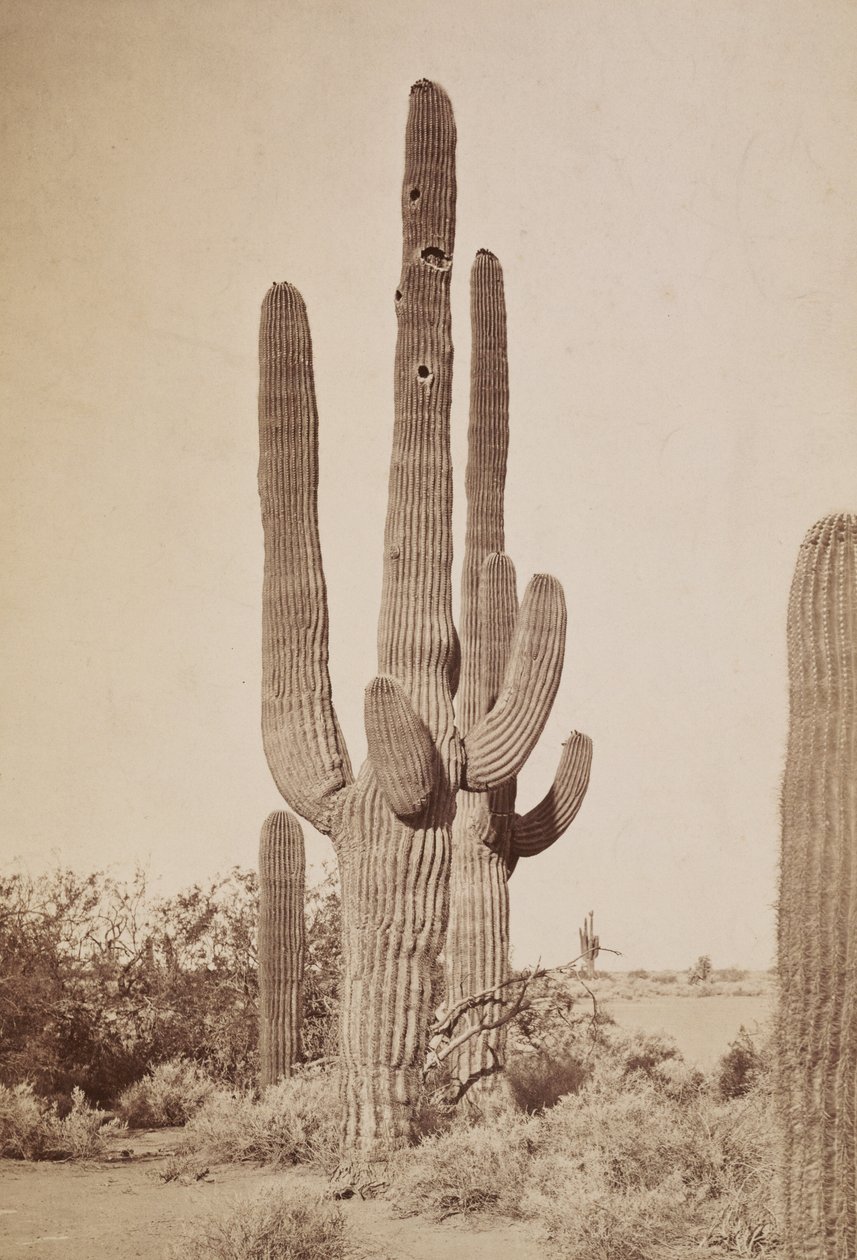 [Cactus] door Carleton Watkins