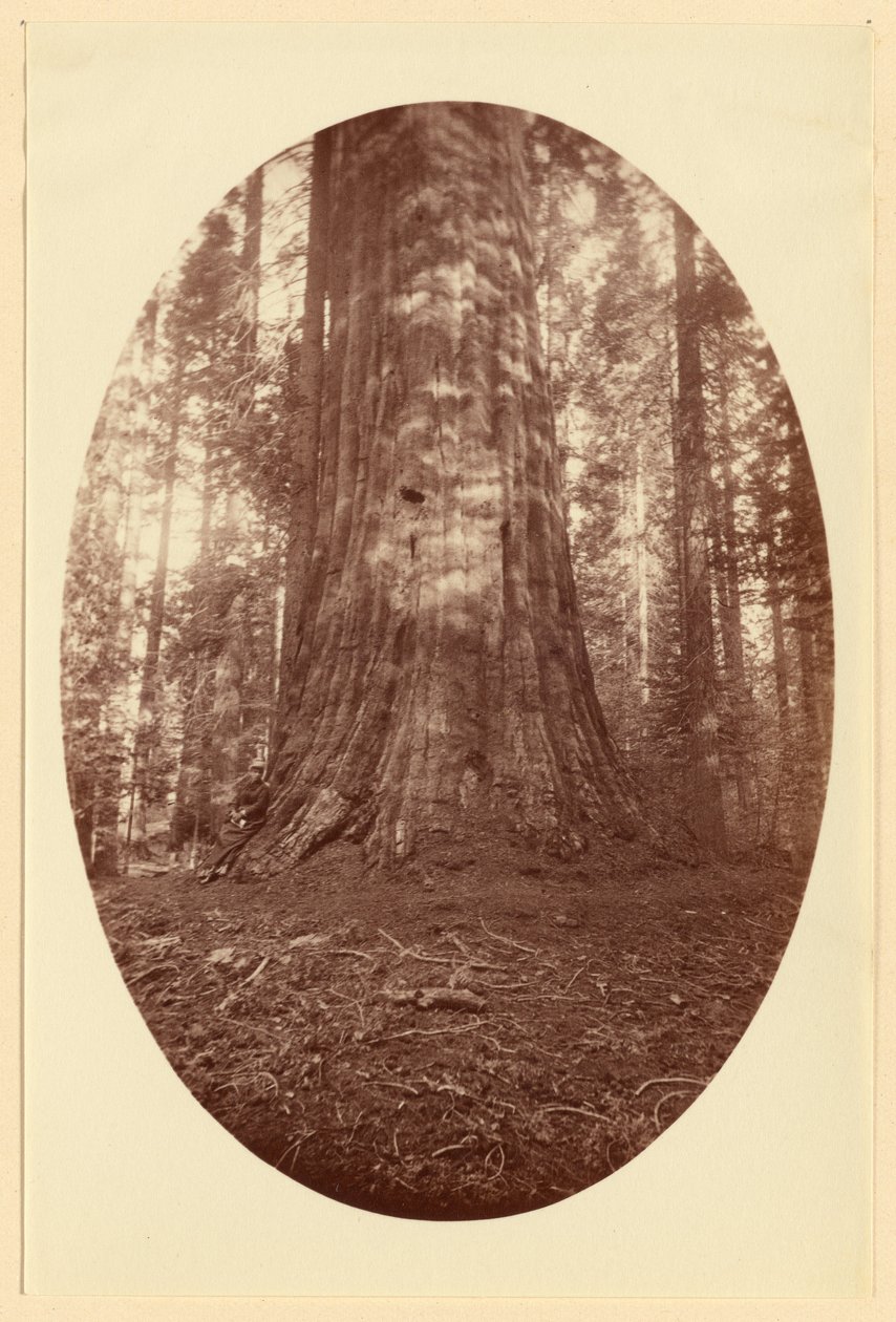 [Empire State Calaveras Grove]. door Carleton Watkins