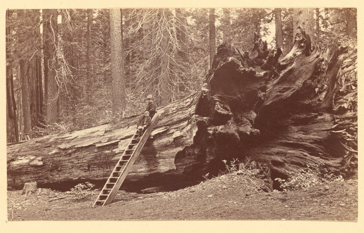 [Vader van het bos Calaveras Grove]. door Carleton Watkins