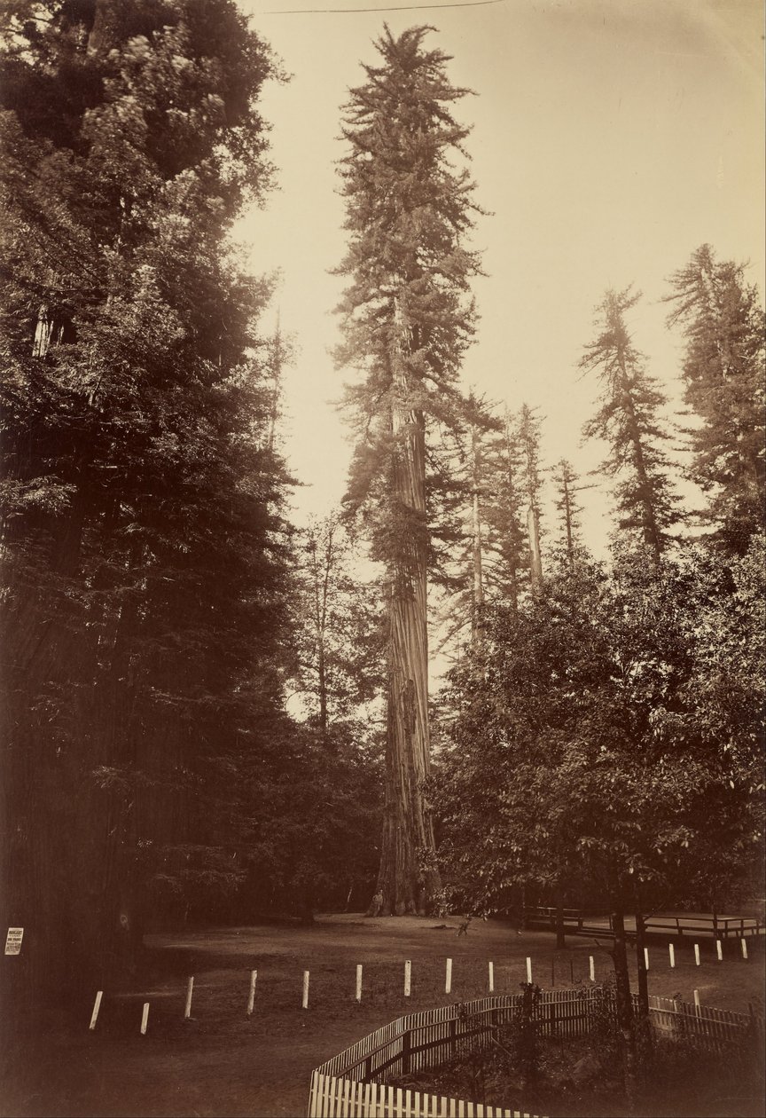 Giant Redwood, Santa Cruz door Carleton Watkins