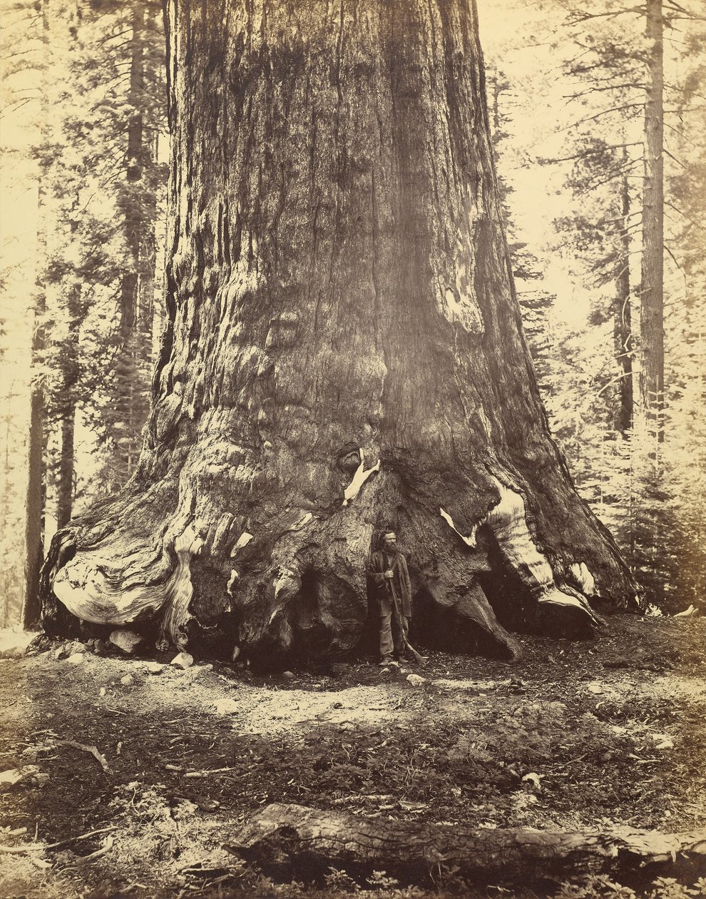 [Deel van de Grizzlyreus]. door Carleton Watkins