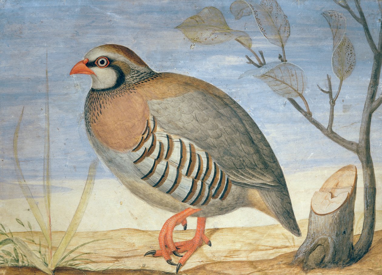 Een Roodpootpatrijs door Carlo Battaglia