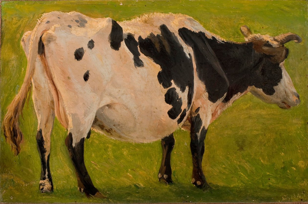 Zwart-witte koe staand. Studie. door Carlo Dalgas