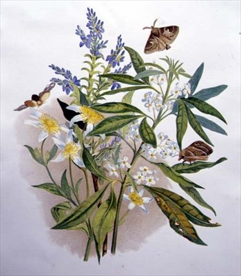 Tasmaanse Blauwe Ereprijs en Dwergclematis door Caroline Louisa Meredith