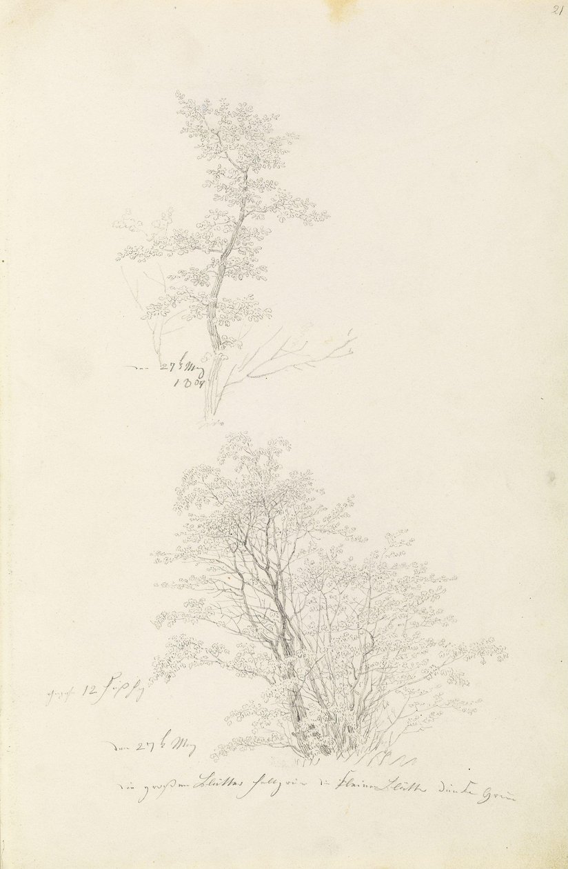 Groep jonge bomen door Caspar David Friedrich