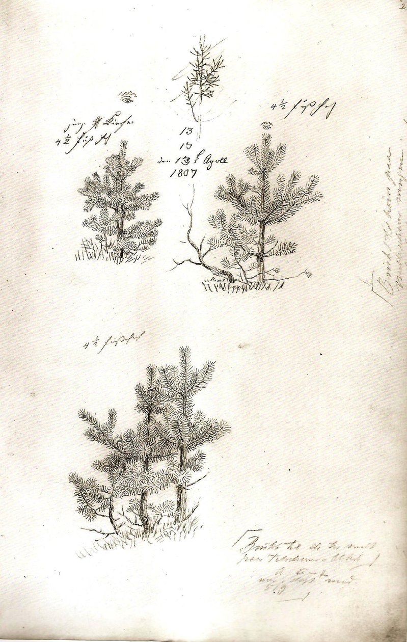 Pijnbomen door Caspar David Friedrich