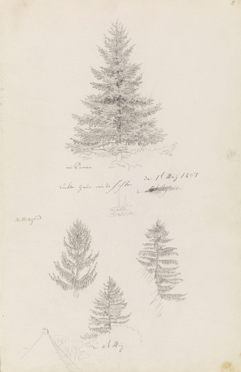 Spar en drie studies van sparren door Caspar David Friedrich