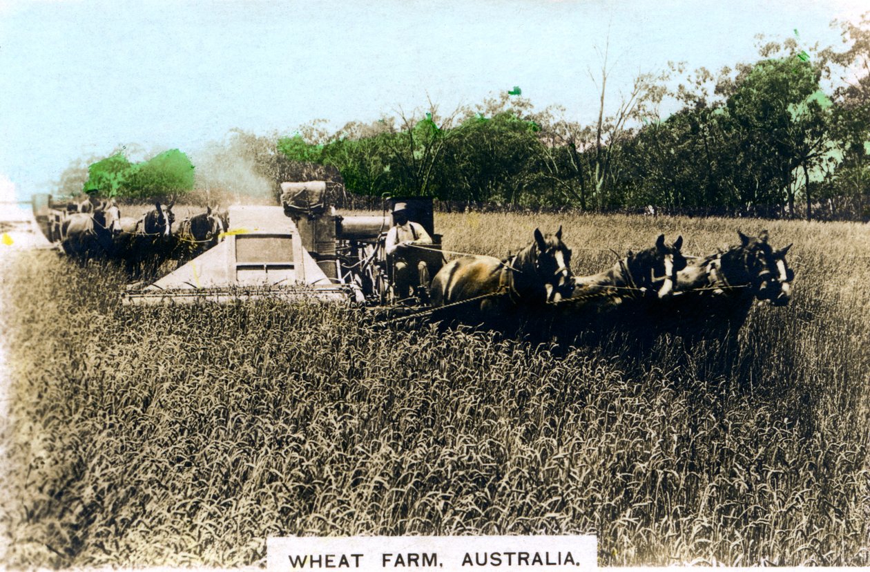 Grenfell tarweboerderij, Australië, ca. 1920s door Cavenders Ltd