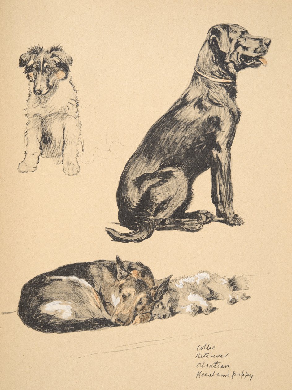 Collie, Retriever, Alstian en Keeshond Puppy, 1930, Illustraties uit zijn Schetsboek gebruikt voor 