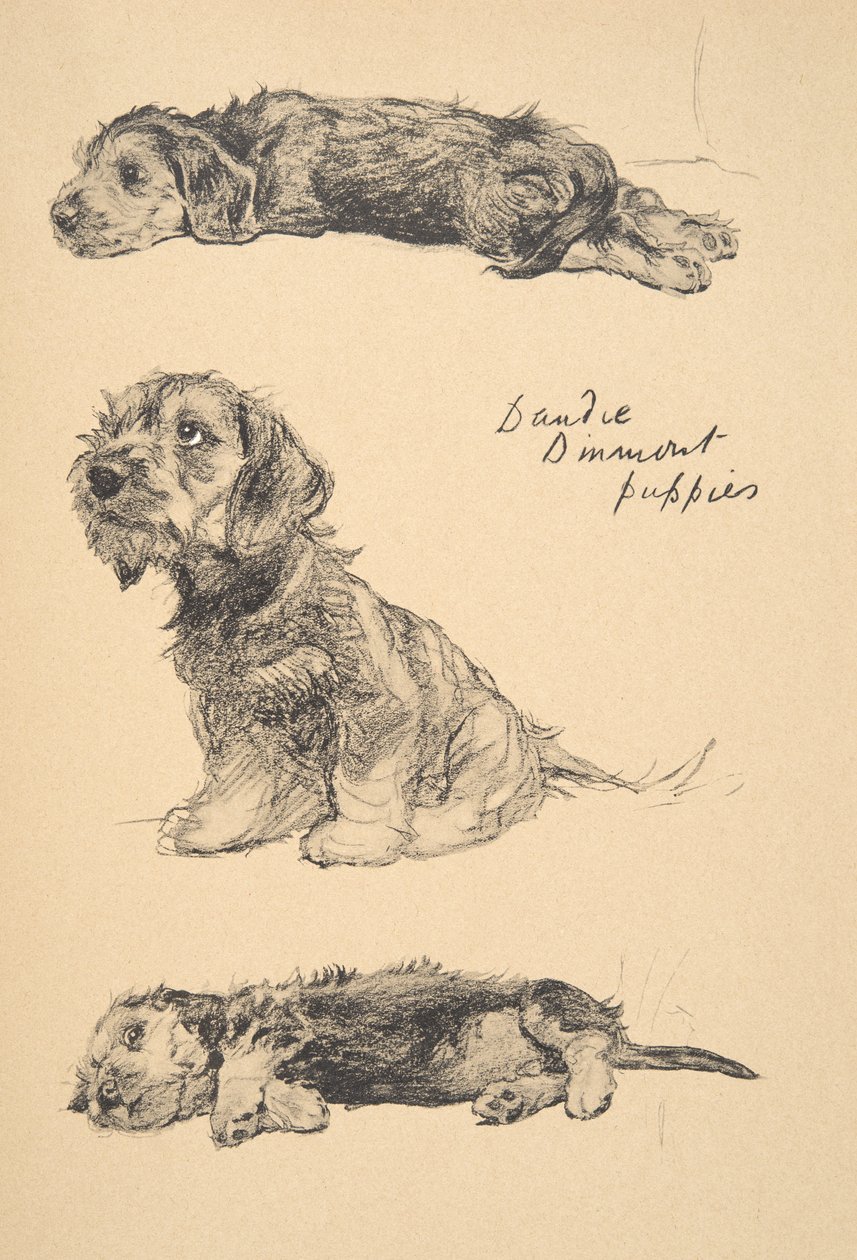 Dandie Dinmont Puppies, 1930, Illustraties uit zijn Schetsboek gebruikt voor 