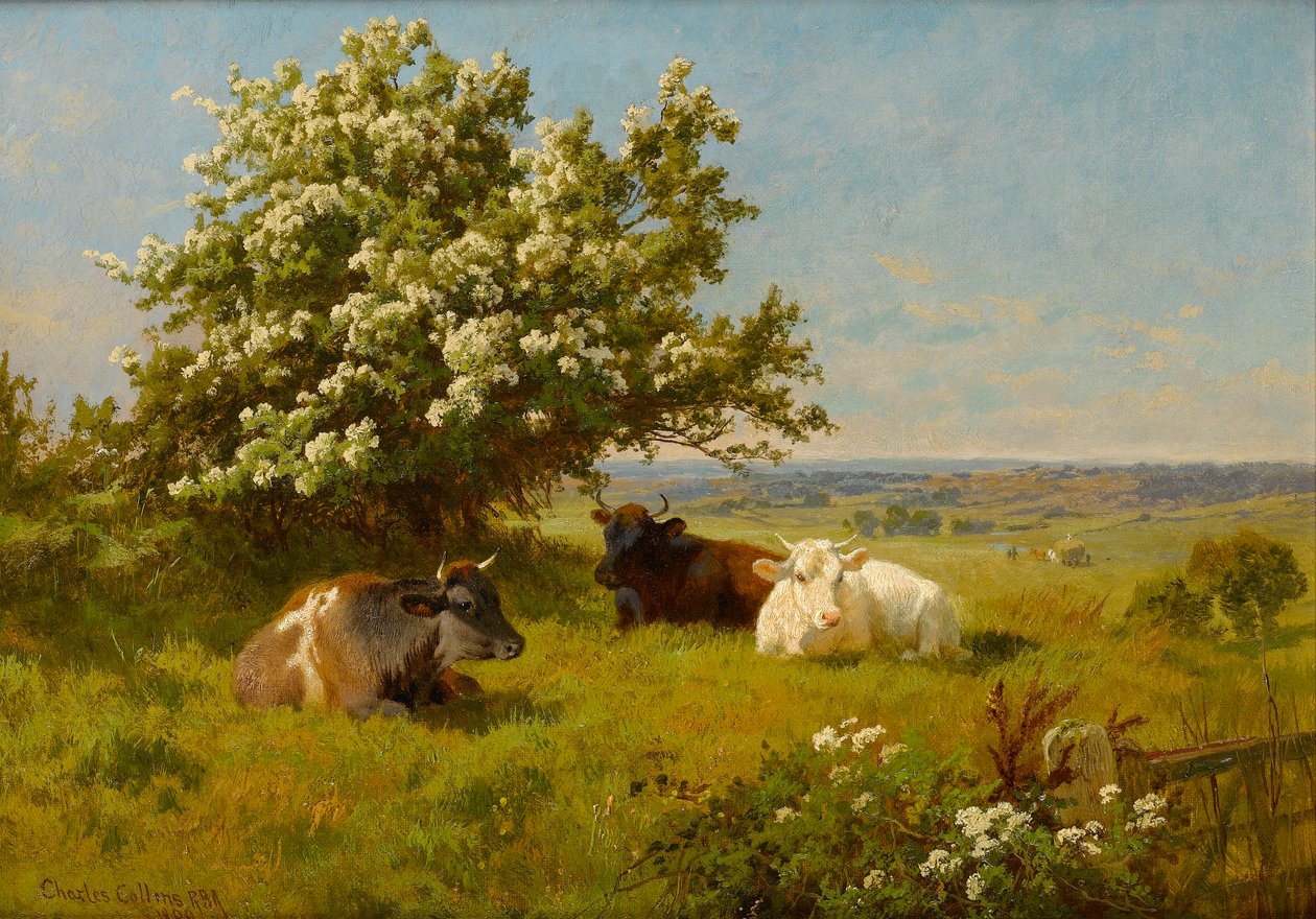 Koeien in een weide, 1899 door Charles Collins