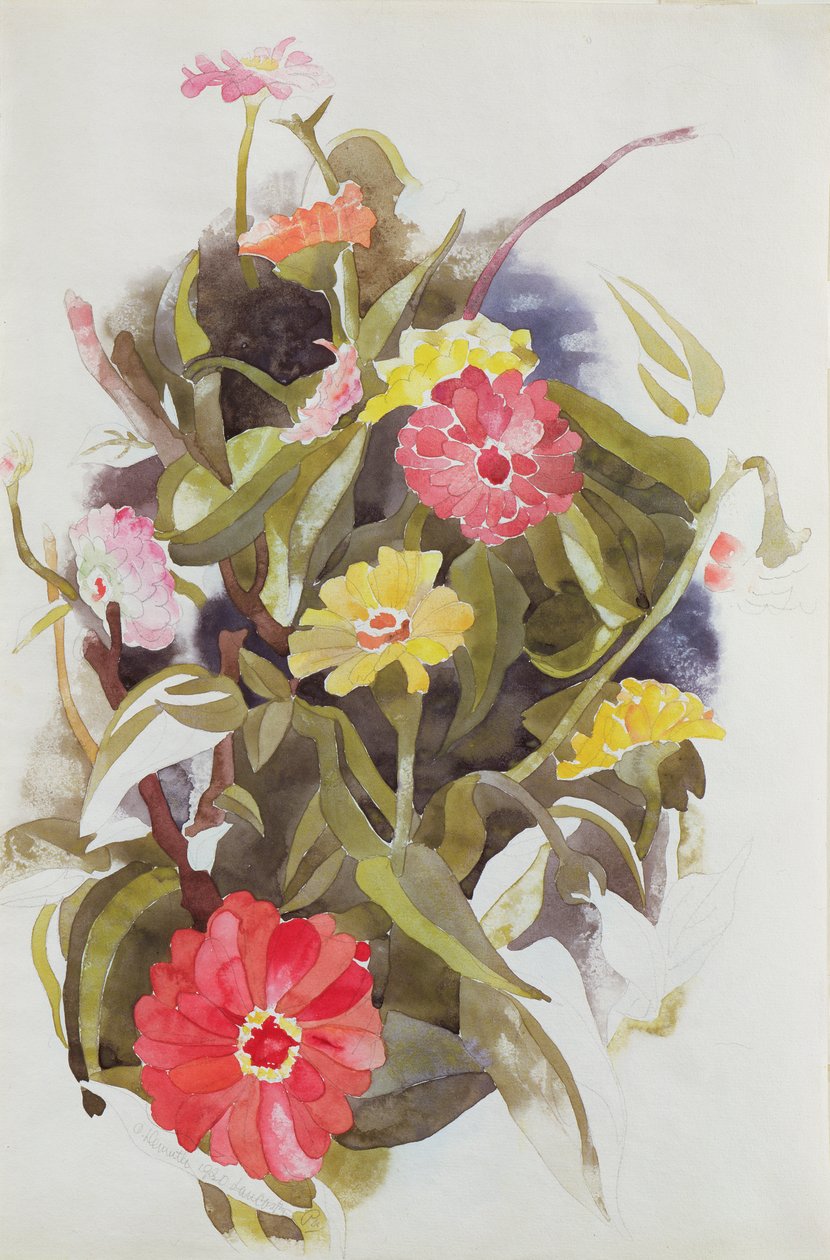 Zinnia