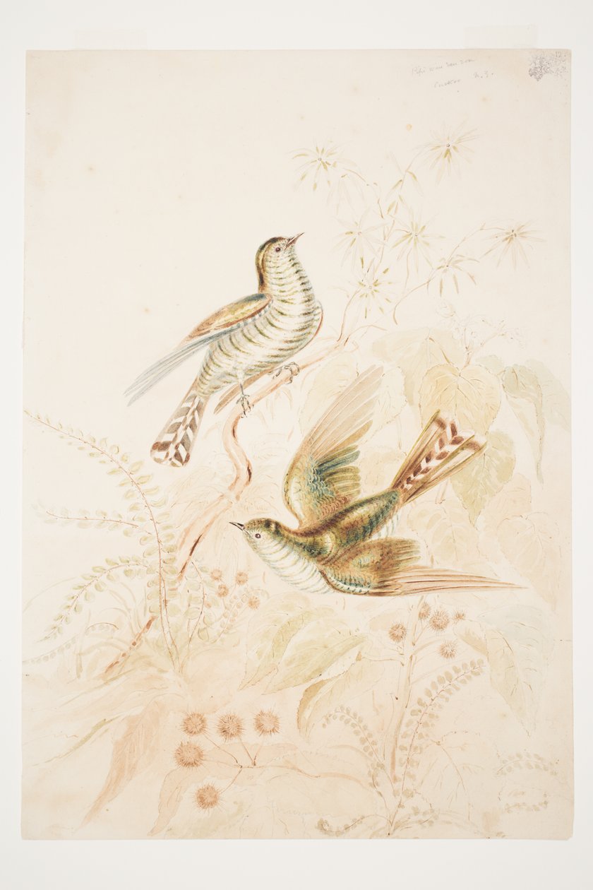 Pipi wau rau roa (Pipiwharauroa) Koekoek N.Z. door Charles Heaphy