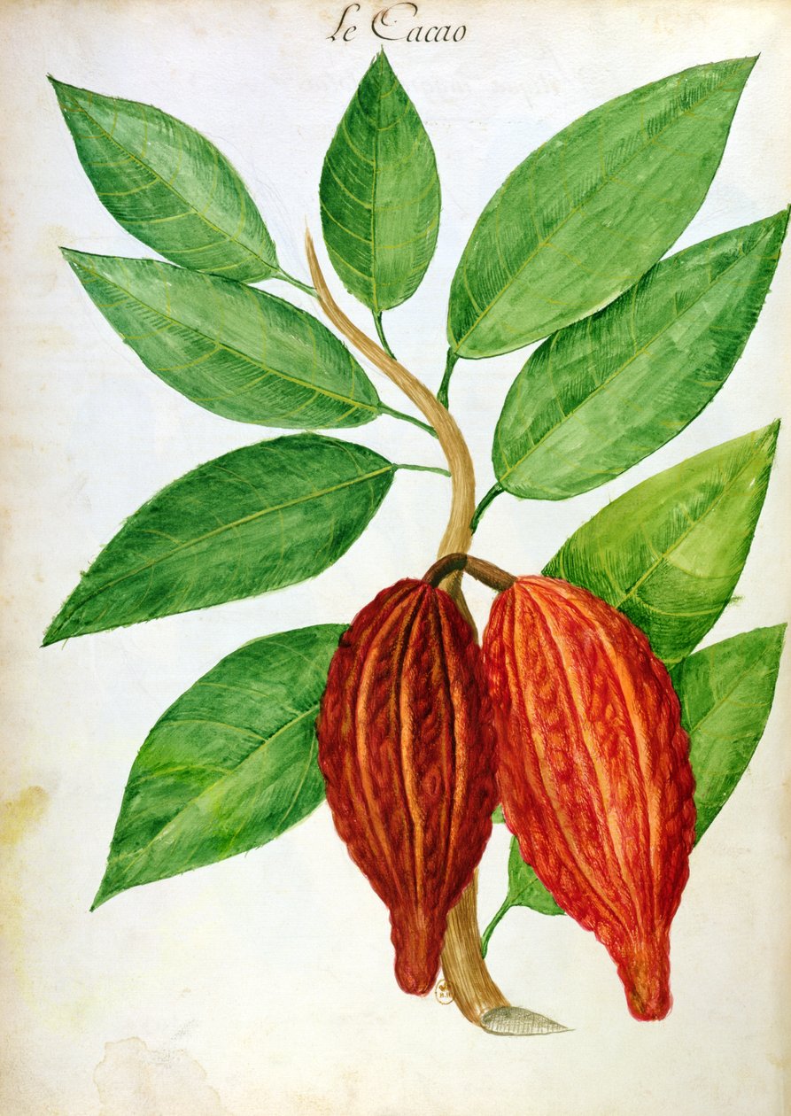 Cacao, uit een manuscript over planten en beschaving in de Antillen, ca. 1686 door Charles Plumier
