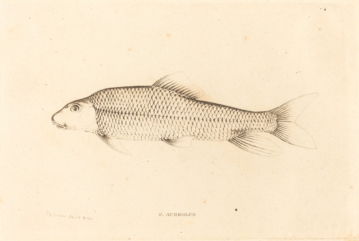 C. Aureolus door Charles Alexandre Lesueur