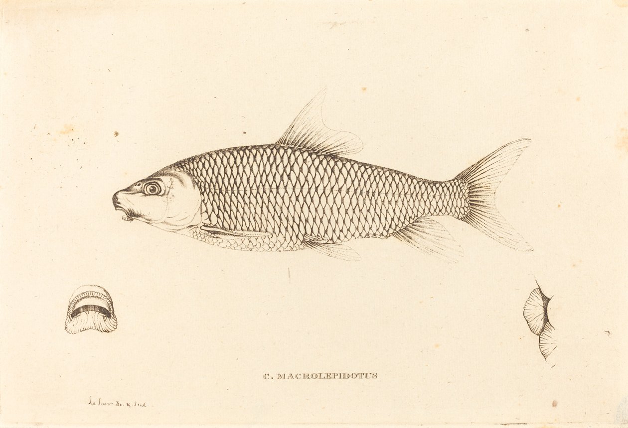 C. Macrolepidotus door Charles Alexandre Lesueur