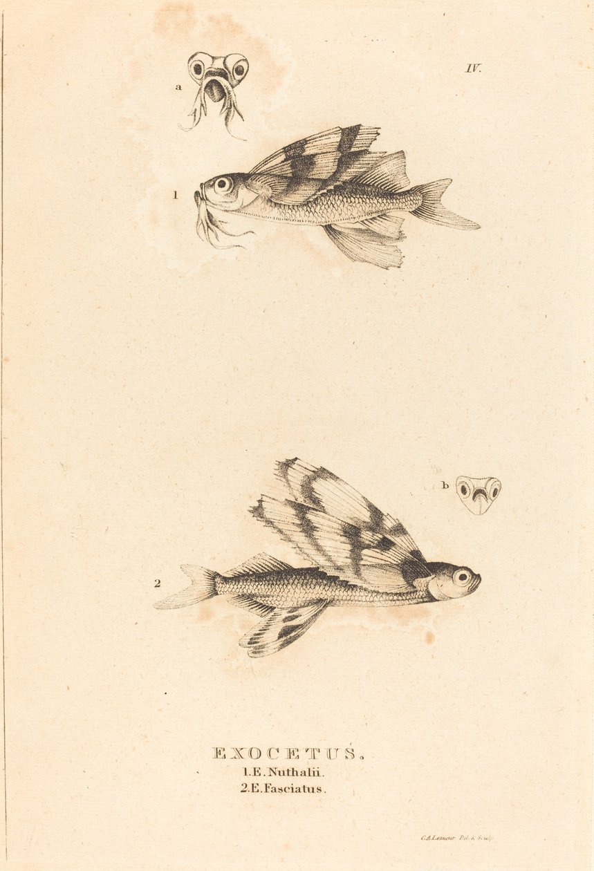 Exocetus door Charles Alexandre Lesueur