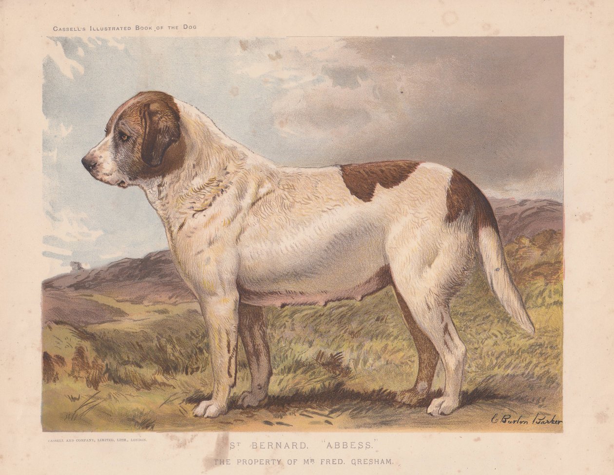 St. Bernard 