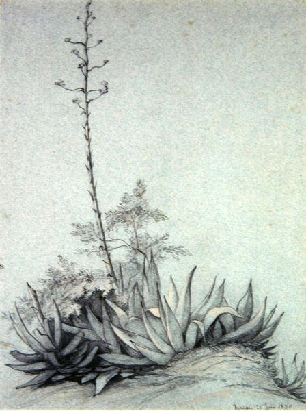 Bloeiende Yucca door Charles Damour