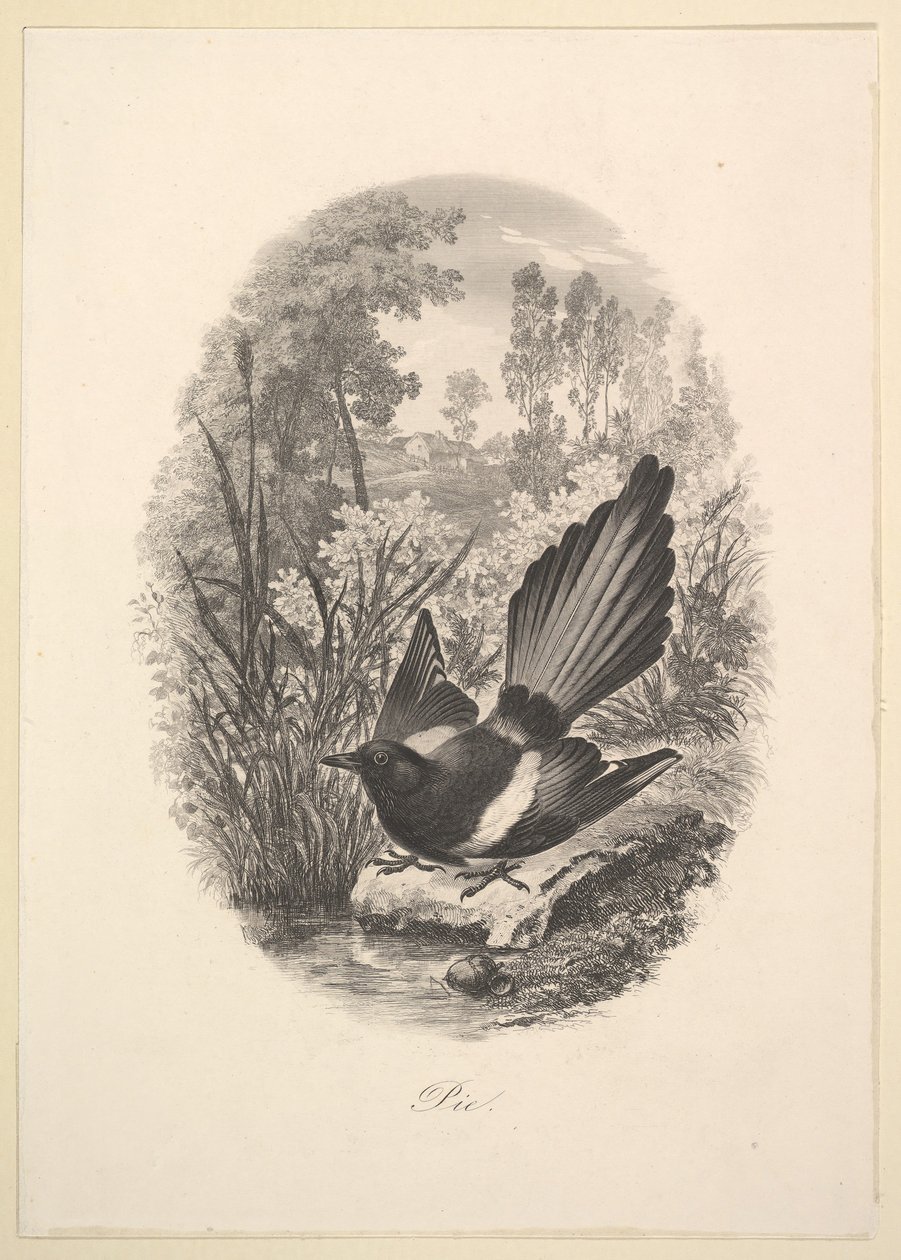 Ekster, 1843 door Charles Francois Daubigny