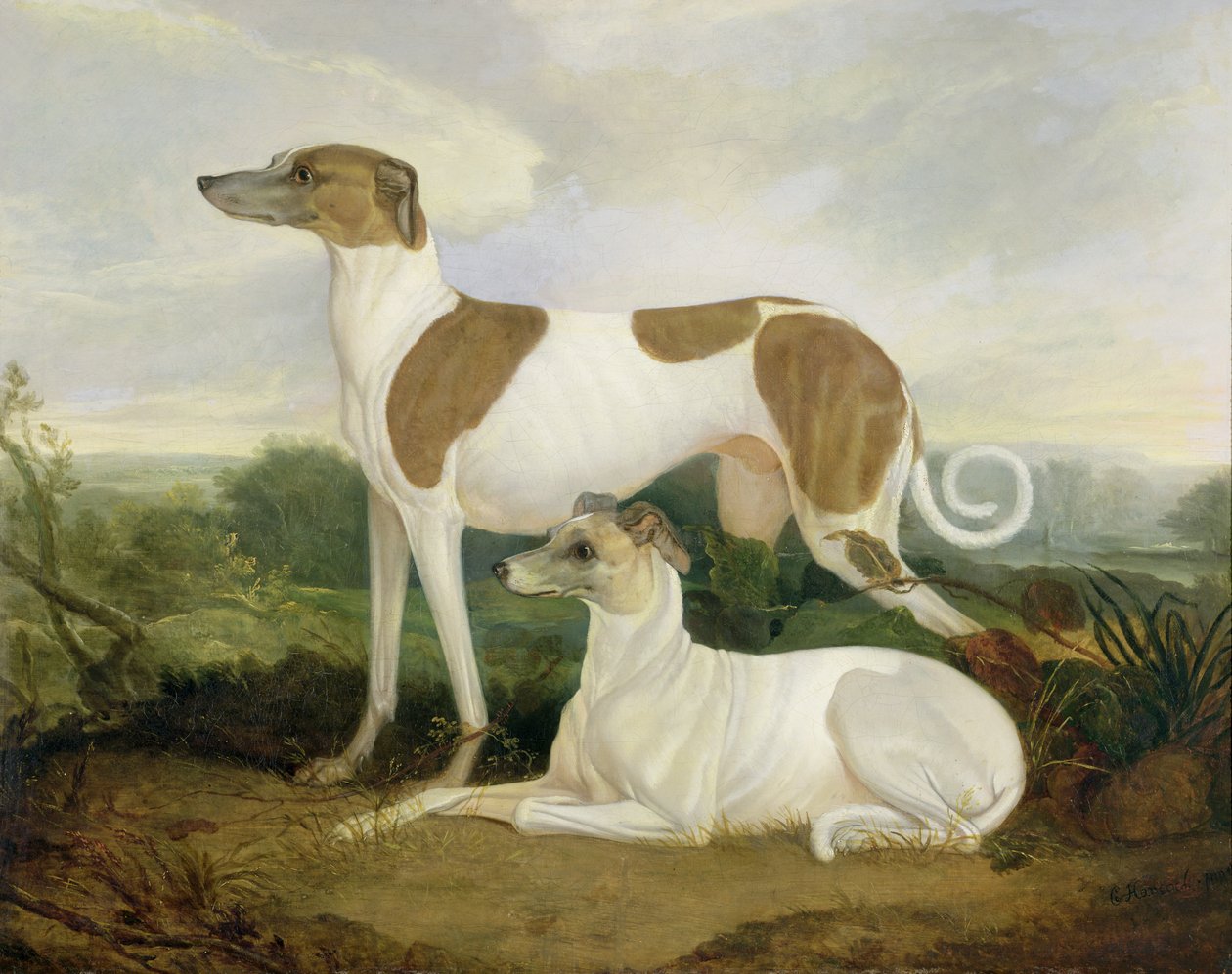 Twee windhonden in een landschap door Charles Hancock