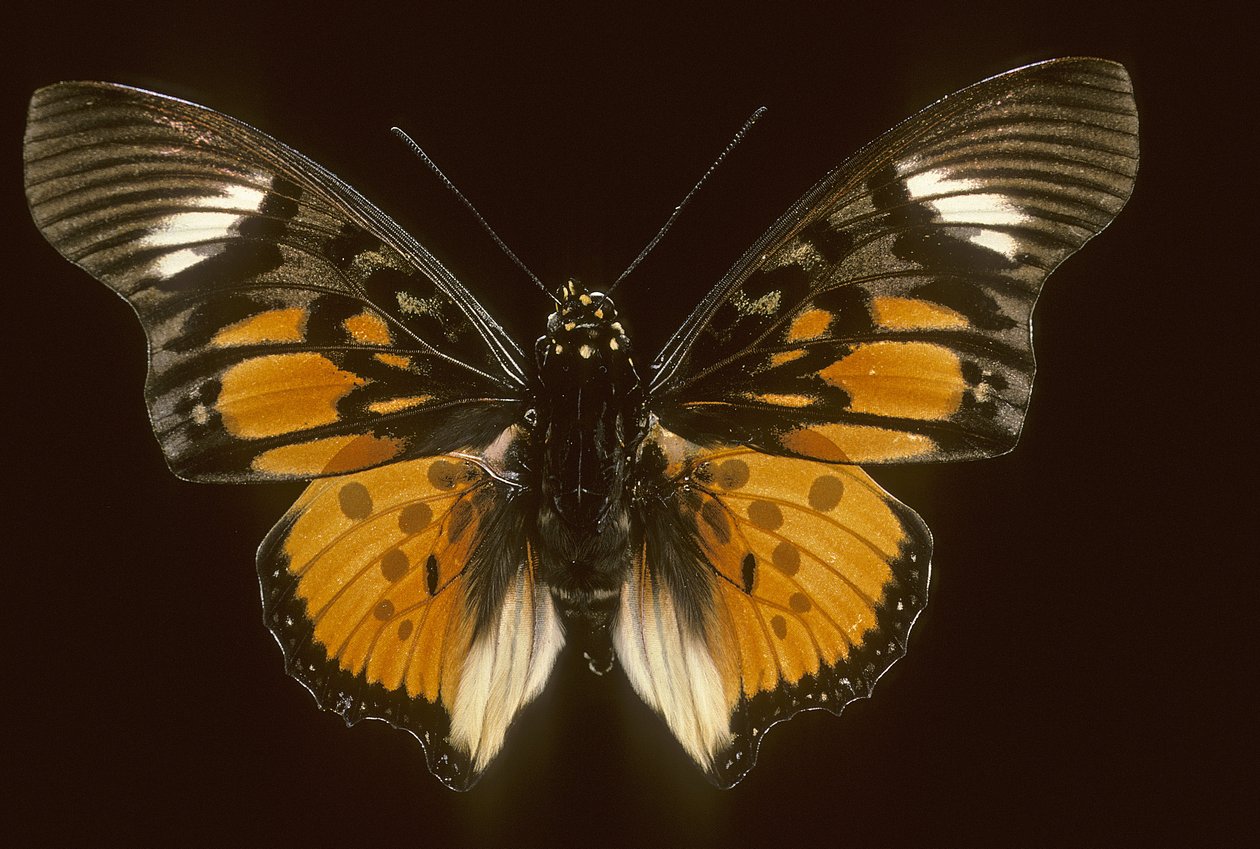 Acraeoids charaxes door Augustus Kollner