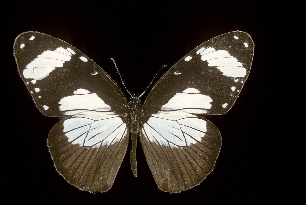 Amauris comorana door Augustus Kollner