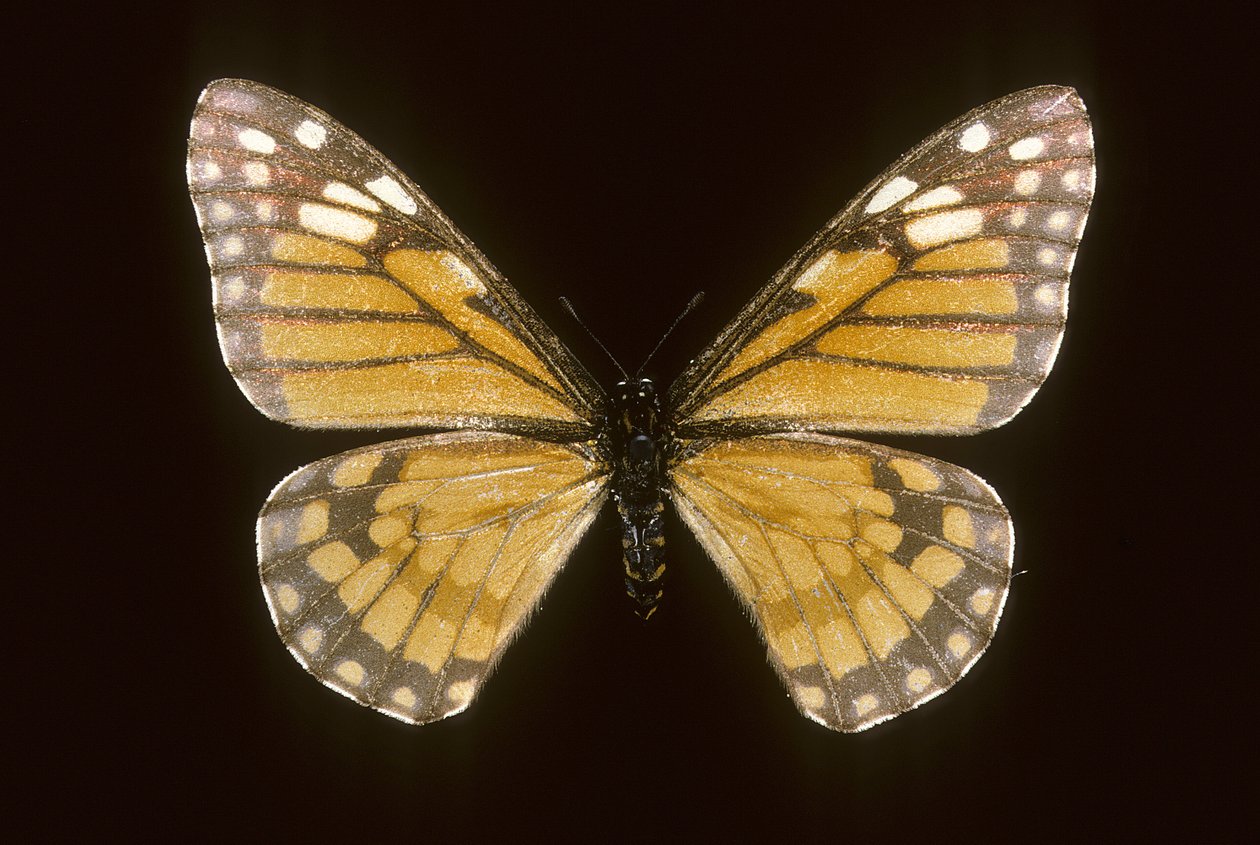 Baronia brevicornis door Augustus Kollner