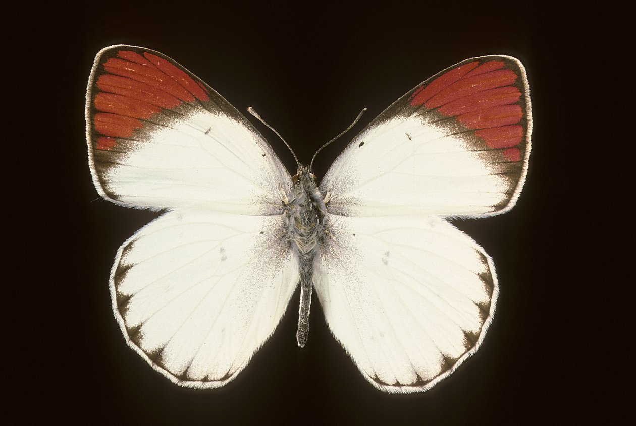 Colotis danae door Augustus Kollner