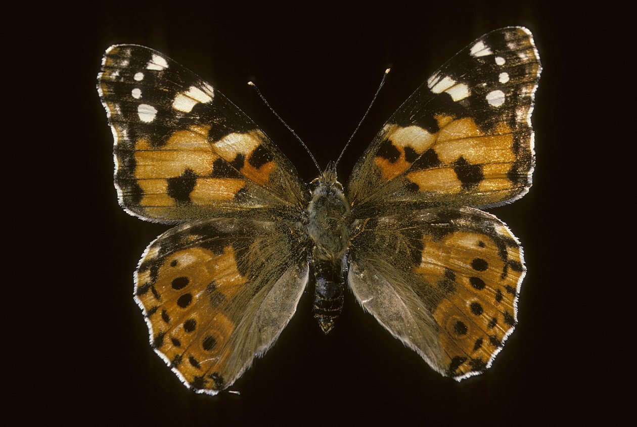 Cynthia cardui Distelvlinder door Augustus Kollner