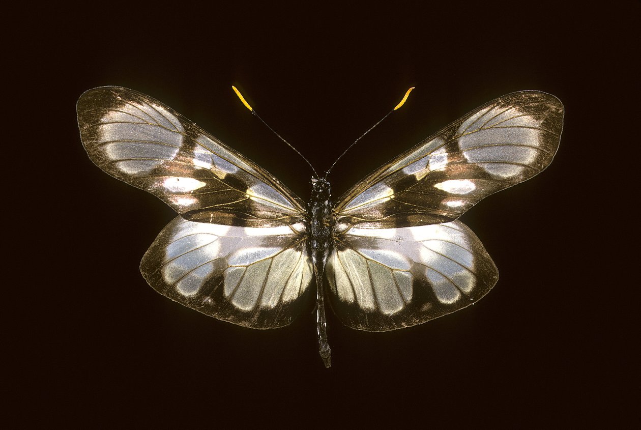 Dismorphia orise door Augustus Kollner