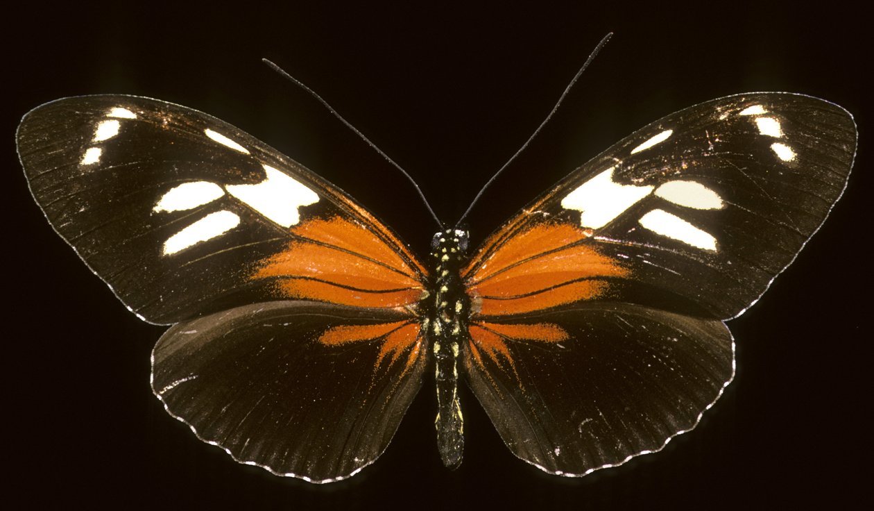 Heliconius burneyi catherina door Augustus Kollner