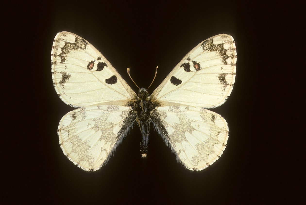 Hypermnestra helios door Augustus Kollner