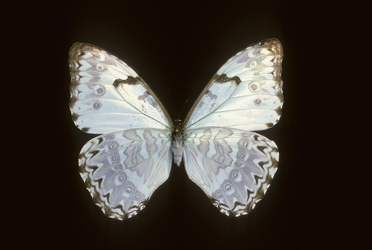 Morpho catenarius door Augustus Kollner