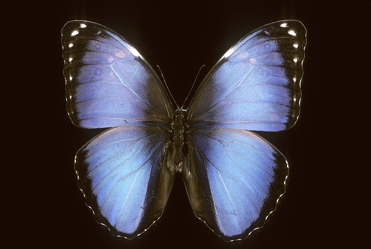Morpho vitrea door Augustus Kollner