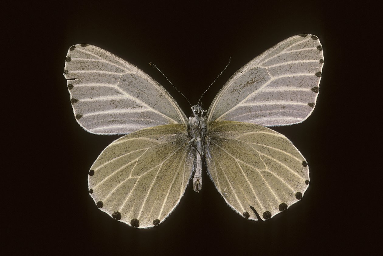 Mylothris humblot door Augustus Kollner
