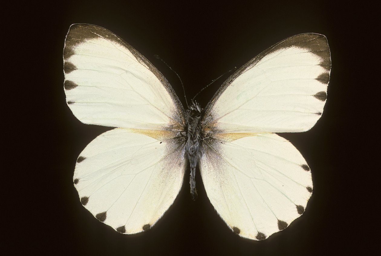 Mylothris ngaziya door Augustus Kollner