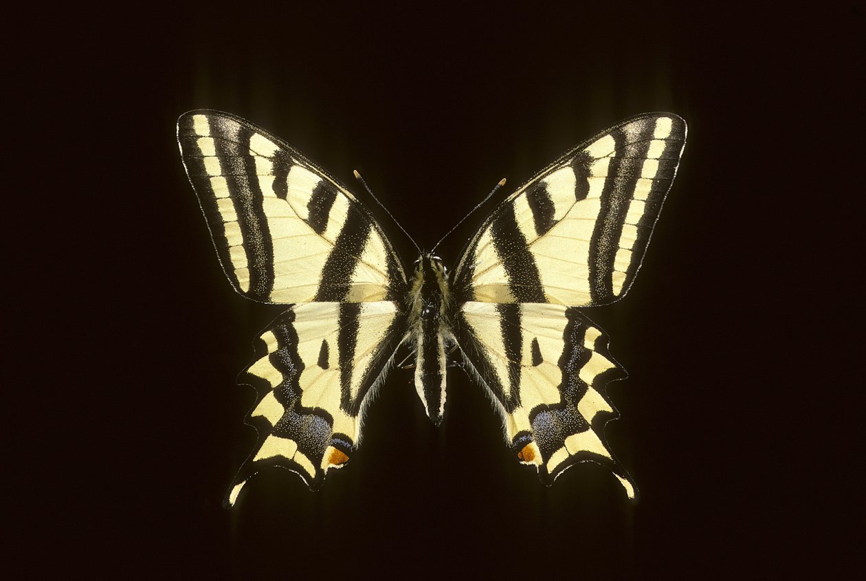 Papilio alexanor Alexanor door Augustus Kollner